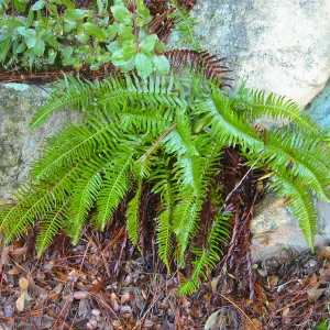 Polystichum munitum, La Cumbre Peak east Camino Cielo