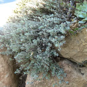 Eriogonum wrightii at Porter Trail steps