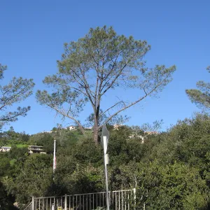 Torrey Pines