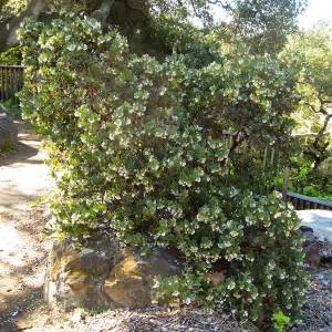 Arctostaphylos otayensis Manzanita section
