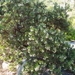 Arctostaphylos otayensis Manzanita section