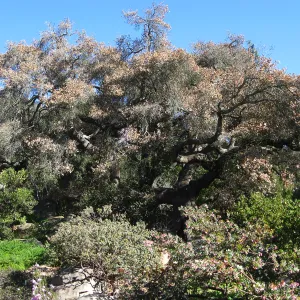 Quercus agrifolia in decline, Manzanita Section