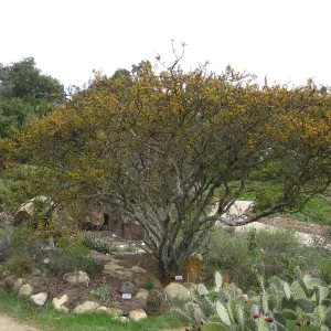 Acacia farnsiana blooming in Desert Section