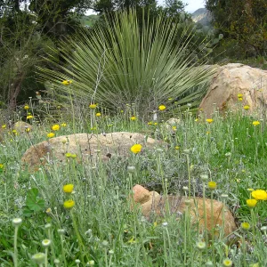 Baileya multiradiata, Desert Section