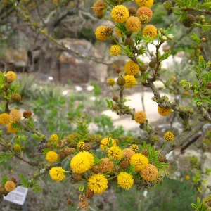 Closeup of Acacia farnsiana flowers and lichen, Desert Section
