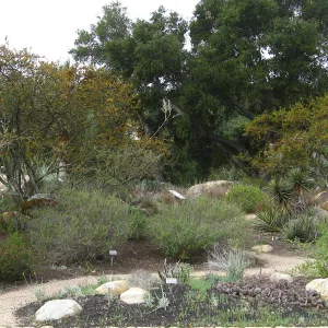 Desert Section