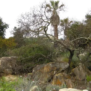 Desert Section