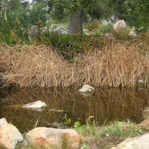 Cat Tails, Pond