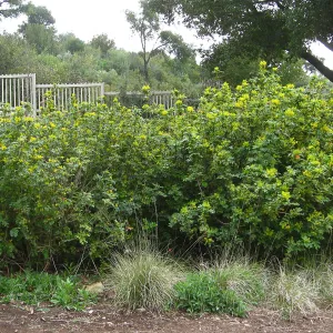 Berberis pinnata in bloom, with parking lot fence in background