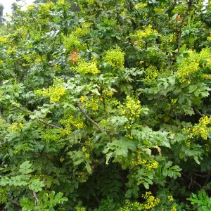 Berberis pinnata in bloom, closeup
