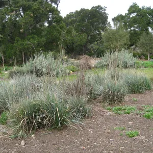 Meadow