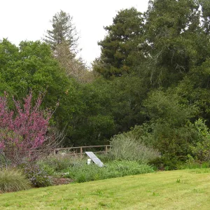 Cercis occidentalis in full bloom, Meadow
