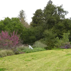 Cercis occidentalis in full bloom, Meadow
