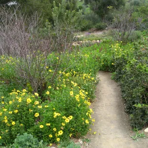 Encelia californica top of Meadow