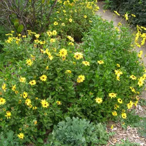 Encelia californica top of Meadow