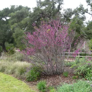 Cercis occidentalis, Verbena and grasses, Meadow