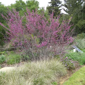 Cercis occidentalis, Verben and deer grass, Meadow