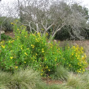 Verbesina hastata in Meadow