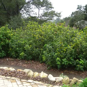 Berberis pinnata, Meadow