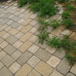 Pavers with Poppy seedlings