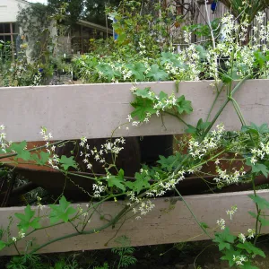 Wild Cucumber on courtyard fence in Nursery, looking to the Library