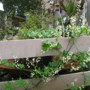 Wild Cucumber on courtyard fence in Nursery, looking to the Library