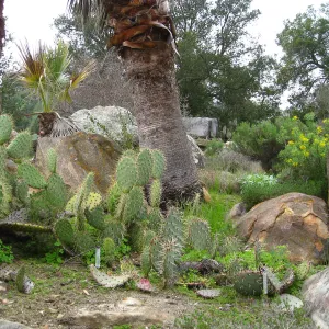 Opuntia and Washingtonia californica in Desert Section