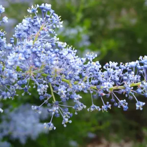 Ceanothus spinosus, Porter Trail