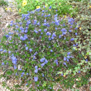 Ceanothus spinosus, Porter Trail