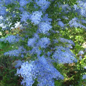 Ceanothus spinosus, Porter Trail