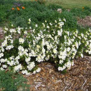 Mimulus 'Jellybean White' in the Meadow