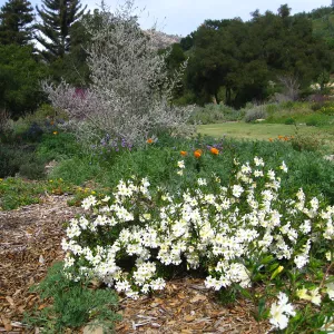 Mimulus 'Jellybean White' in the Meadow