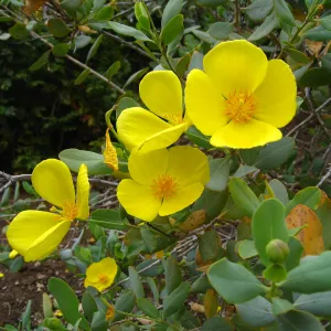 Dendromecon harfordii, Meadow