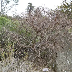 Hackberry, Celtis reticulata, Desert Section