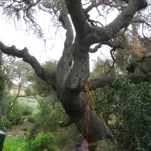 Quercus agrifolia in Manzanita section, being removed