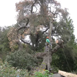 Quercus agrifolia in Manzanita section, being removed