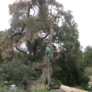 Quercus agrifolia in Manzanita section, being removed