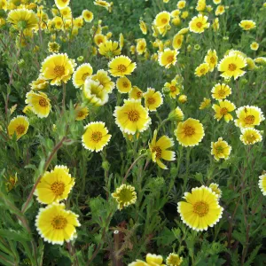 Tidy Tips in wildflower planting where Gain House once stood