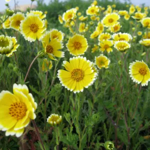 Tidy Tips in wildflower planting where Gain House once stood