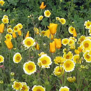 Tidy Tips in wildflower planting where Gain House once stood