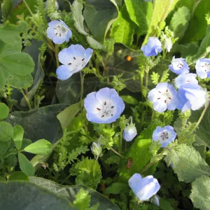 Baby Blue Eyes in wildflower planting where Gain House once stood
