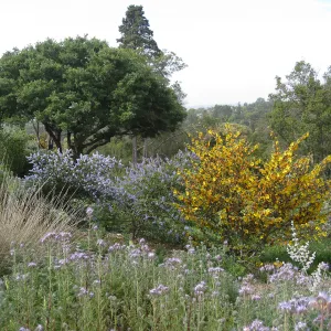 Ceanothus (California Lilac), Phacelia, Fremontodendron (Flannelbush), on Porter Trail