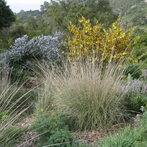 Ceanothus, Fremontodendron, deergrass on Porter Trail
