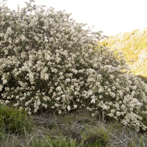 Ceanothus crassifolius, Gibralter Rd