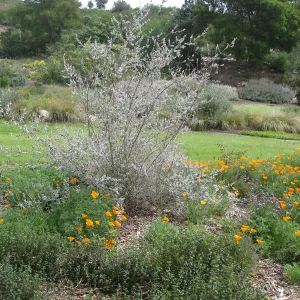 Bouteloua gracilis 'Hachita' lawn at top of Meadow with Hyptis 'Silver Lining'