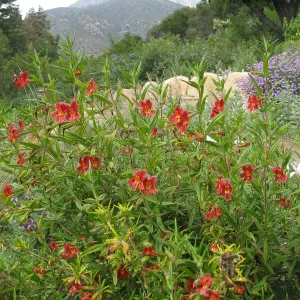 Diplacus 'Jesusita Phoenix', Verbena, Meadow View