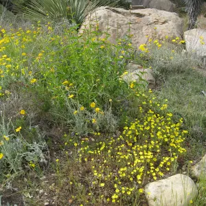 Baileya multiradiata, Desert section
