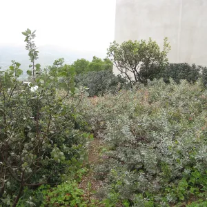 John Gabbert Garden