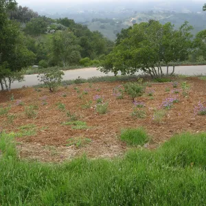 John Gabbert Garden