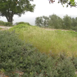 John Gabbert Garden